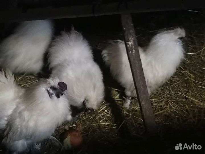 Петух китайский шелковый