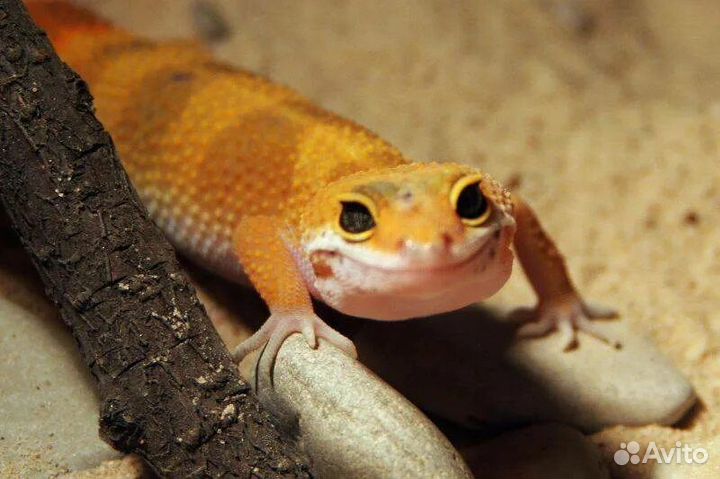 Геккон эублефар
