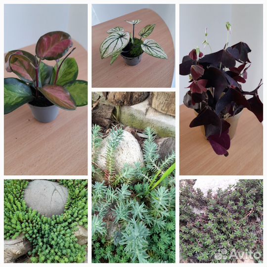 Цветы в ассортименте