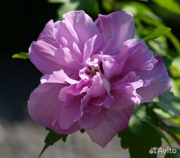 Гибискус серийский махровые уличные многолетки