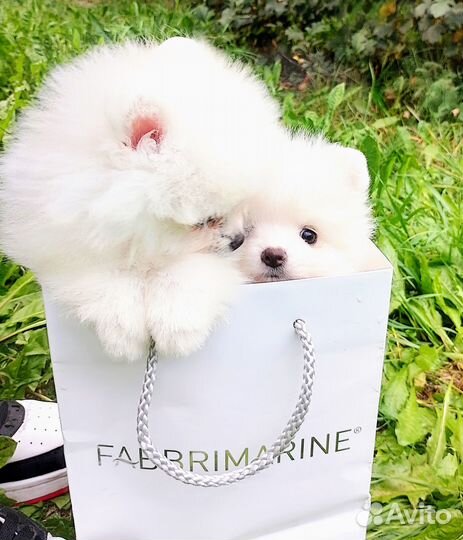 Щенки шпица