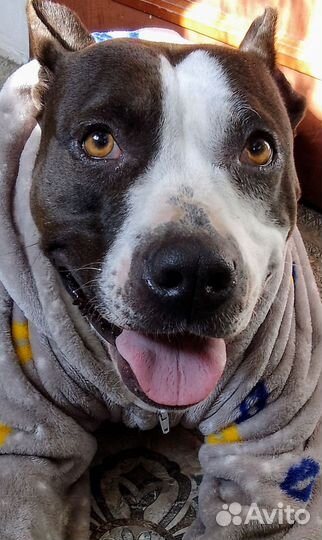 Щенки питбуля, остались девочки