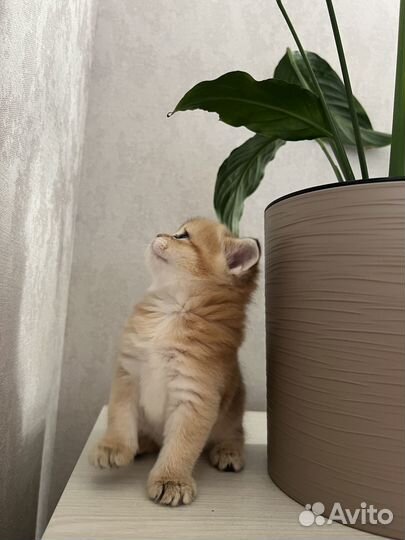 Британские котята