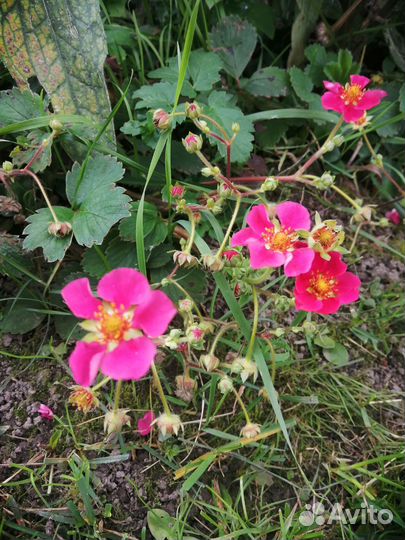 Земляника клубника декоративная