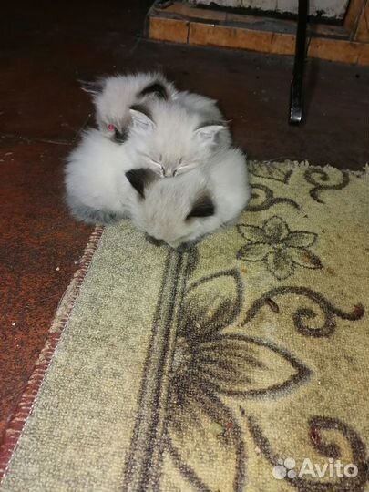 Котята в добрые руки