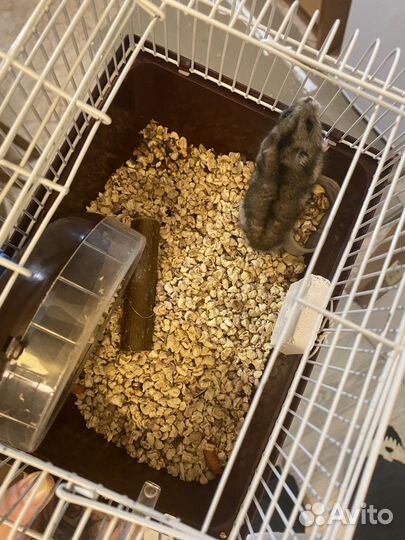 Джунгарский хомяк с клеткой бесплатно