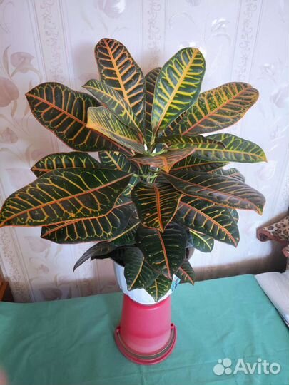 Кодиеум кротон, есть разные + малыши
