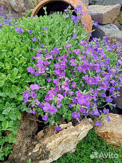 Обриетта и др