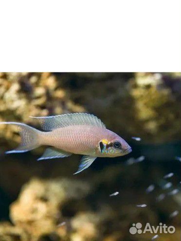 Принцесса Бурунди, или Неолампрологус Бришара