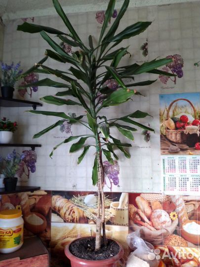 Пальма драцена