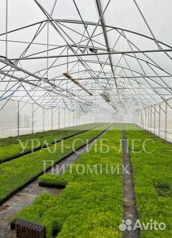 Горная сосна Мугус сеянцы зкс для лесовосстановлен