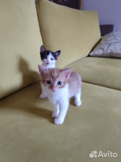 Два котика: чёрно-белый и рыжий