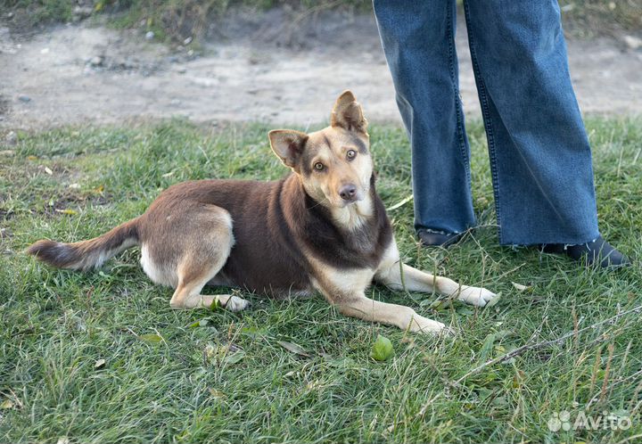 Чудесная Шоколадка очень нуждается в доме