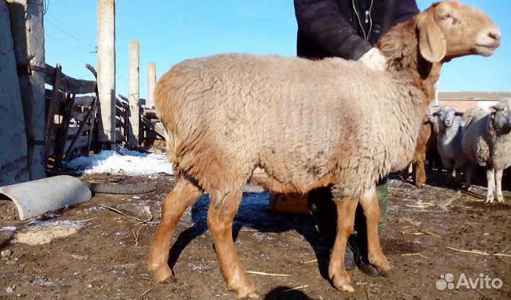 Сельхоз животные