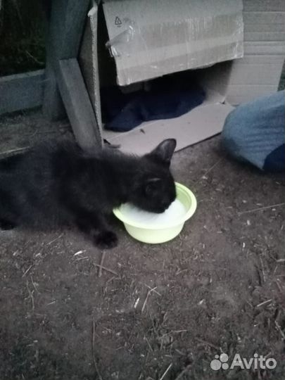 Отдадим котенка