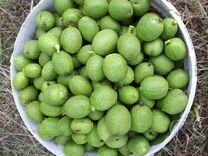 Зеленые грецкие орехи в таре