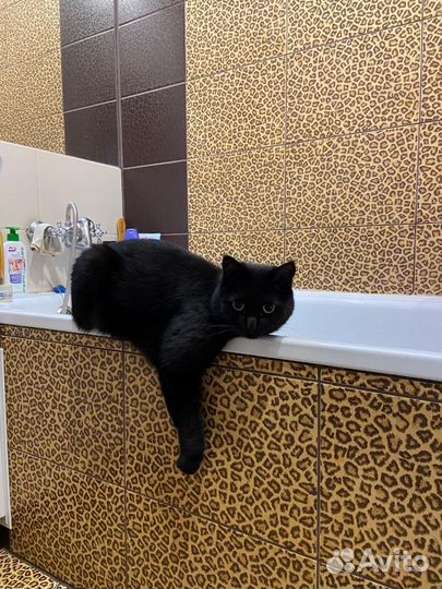 Кот в добрые руки