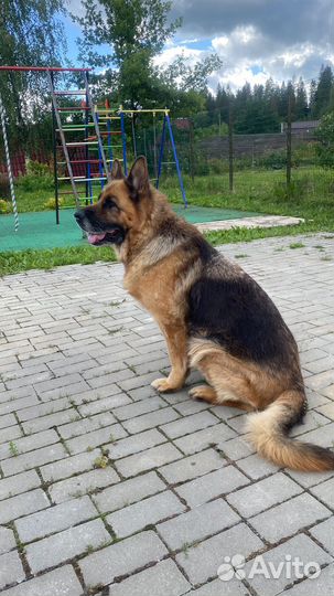 Немецкая овчарка