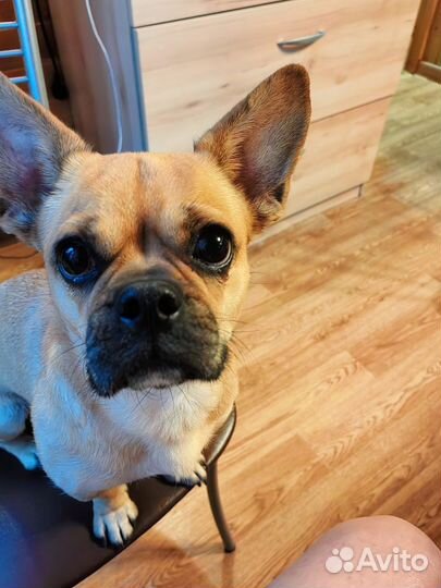 Отдам щенков, приходите и выбирайте