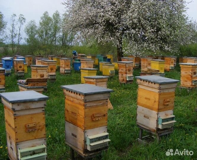 2024 Мед натуральный алтайский опт