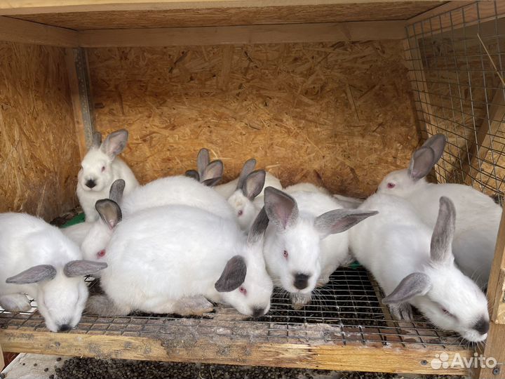 Калифорнийские кролики и советская шиншилла