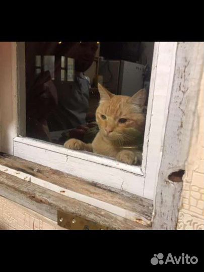 Рыжее солнышко ищет дом