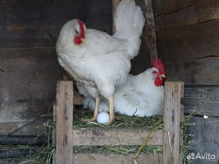 Куры несушки Белые