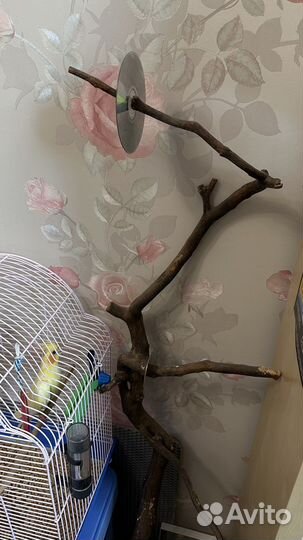 Попугай Корелла мальчик 2 года