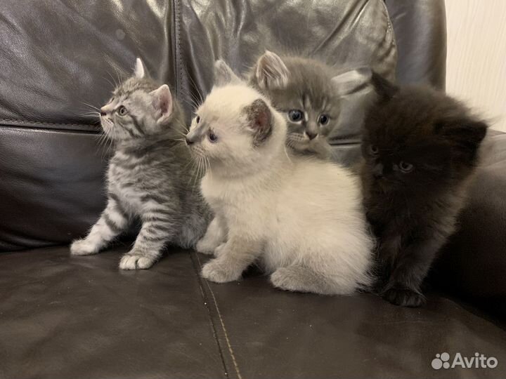 Котята в добрые руки