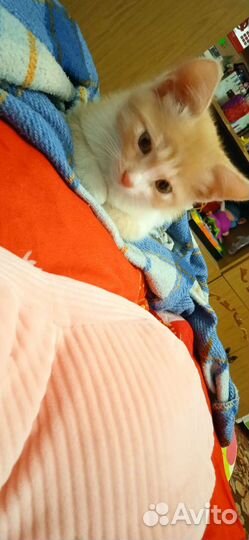 Кошка в дар бесплатно