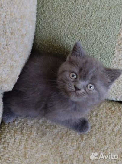 Котенок девочка в хорошие руки бесплатно