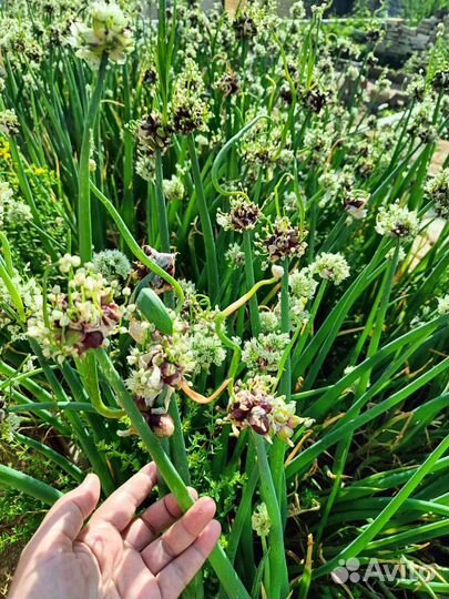 Лук живородящий