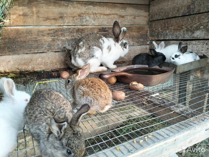 Кролики мясных пород