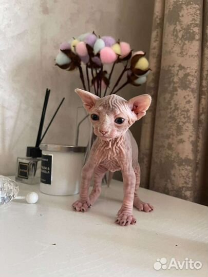 Канадский сфинкс