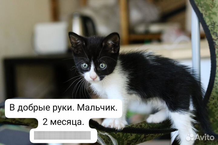 Отдам в добрые руки котенка