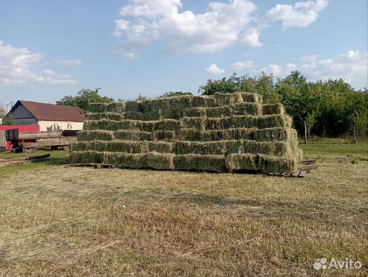 Сено в квадратных тюках