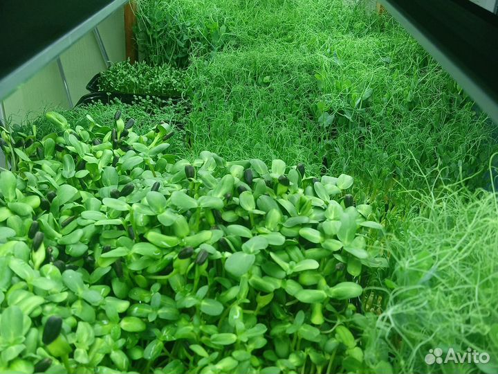 Микрозелень