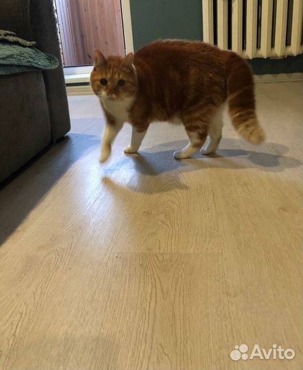 В добрые руки