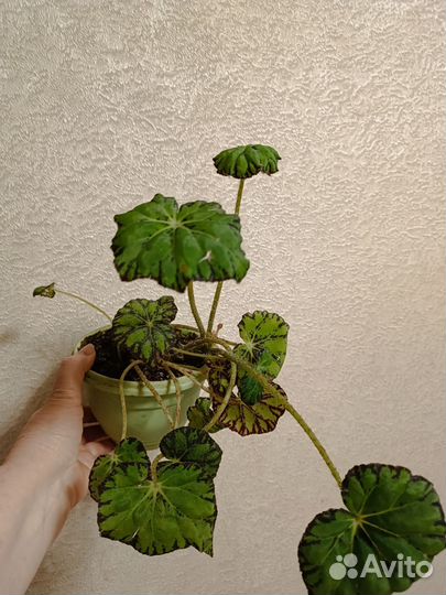 Хлорофитум,полисциас,тигровая бегония