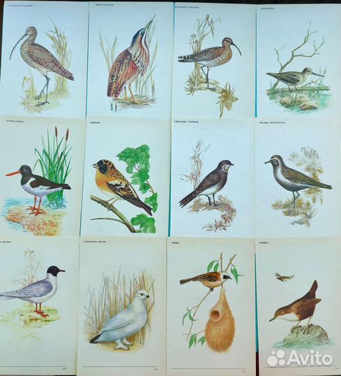 Иллюстрации птицы, попугаи открытки