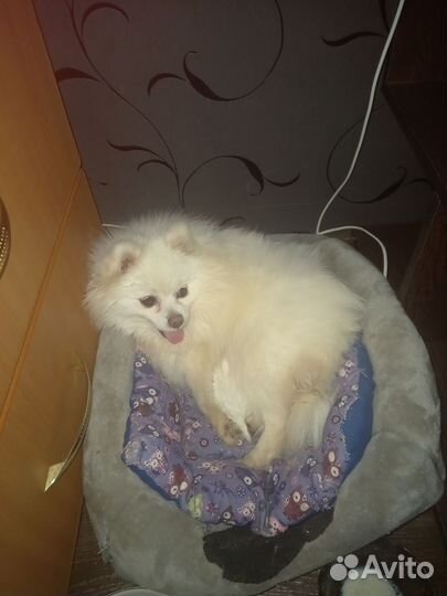 Белый померанский шпиц