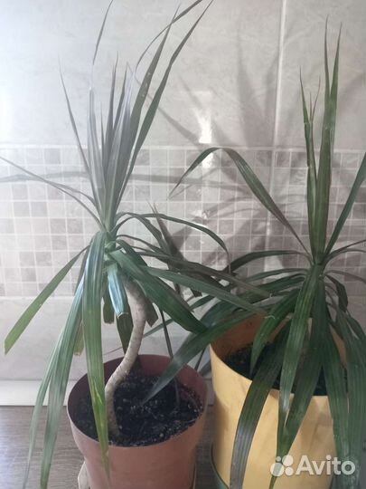 Аморфофаллус (змеиная пальма),драцена