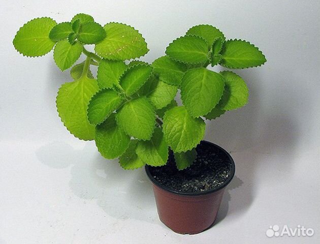 Мята комнатная(Plectranthus hadiensis