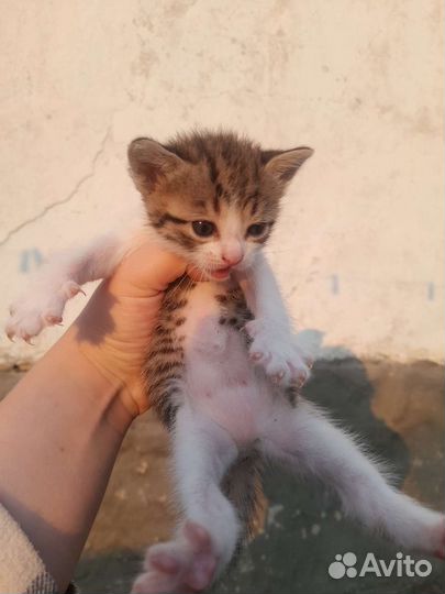 Котята в добрые руки бесплатно
