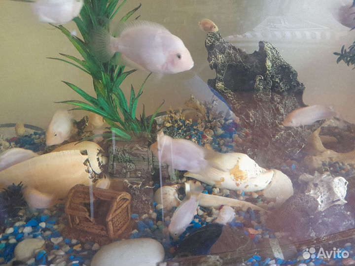 Аквариум