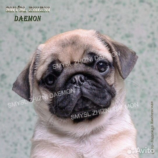 Щенок мопса