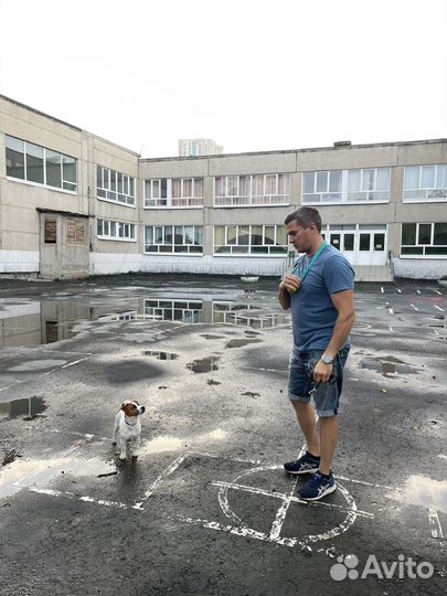 Дрессировка собак кинолог