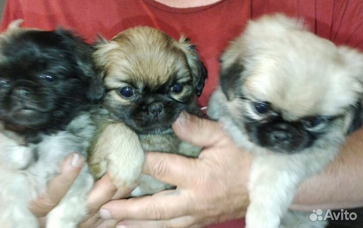 Пекинес щенки