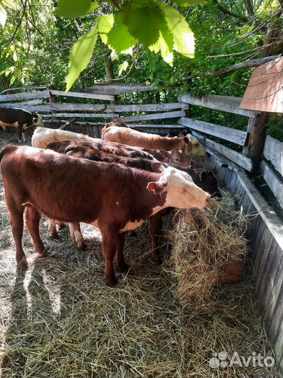 Бычки и быки