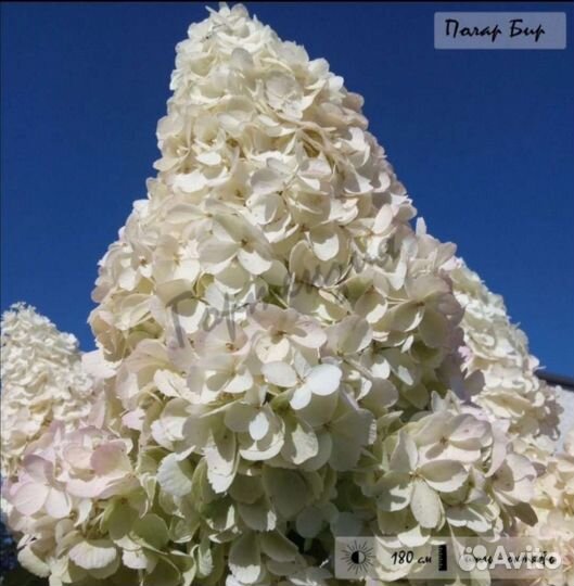 Гортензия, Ванила Фрайз, Полар Бир, Мэджикал Кэндл